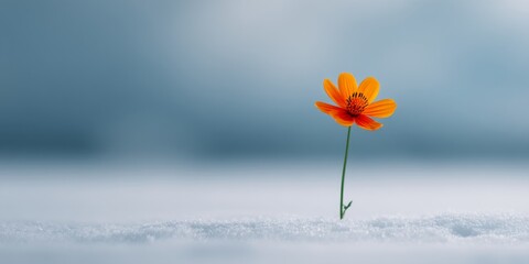 Resilience of a small orange flower in snowy serenity - nature's stark contrast for inspirational design