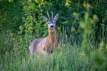deer in the forest