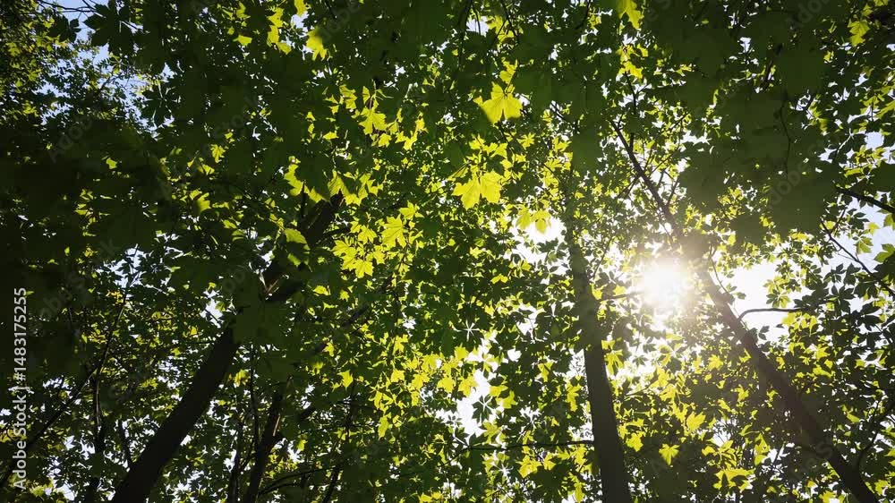 Poster sunlight filters through a vibrant green maple canopy, creating a mesmerizing display of light and s