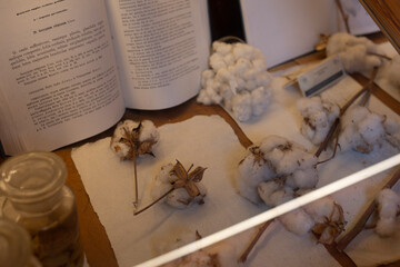 Close-up of cotton bolls and branches displayed alongside antique botanical text.