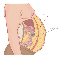 Visceral and subcutaneous fat labeled medical diagram. Vector illustration.