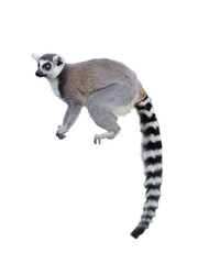 lemur isolated on white background
