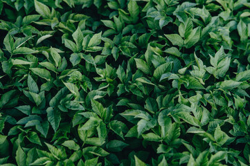 Close-up view of abundant green leaves creating a rich, natural background texture. Ideal for environmental themes, design elements, and overlays