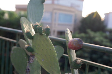 Detailed image of a prickly pear cactus pad, showcasing its texture, buds, and a ripening fruit.