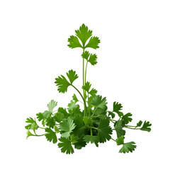 A bunch of green parsley leaves