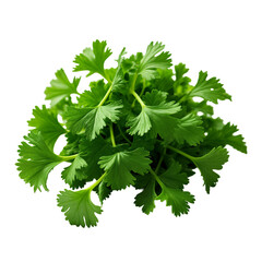 Fototapeta premium A bunch of fresh green parsley leaves