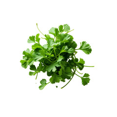 A bunch of green parsley leaves