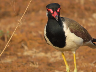 Red wattled Lapwing