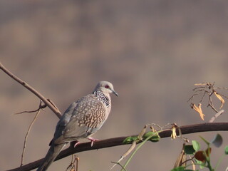 Dove taking sunbath during winter