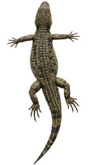 Naklejka premium Alligators unique textured body on white