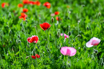 Corn Poppy