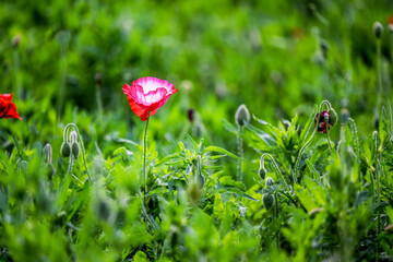 Corn Poppy