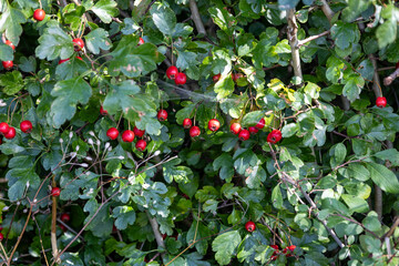Close-up of bright red rose hips on hawthorn