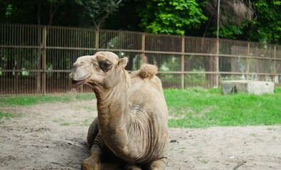 Camel Sitting on Green Grass in Outdoor Environment