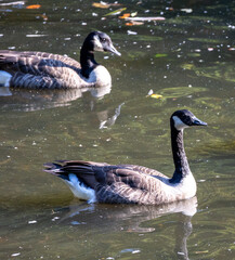 Obraz premium Peaceful scene: Canada geese on calm water
