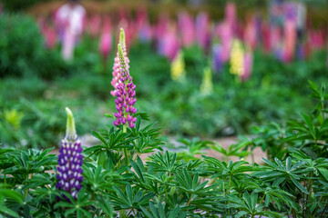 Lupine