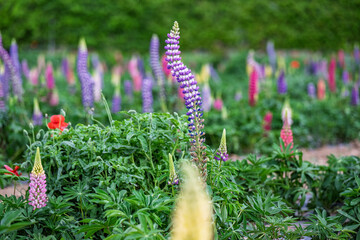 Lupine