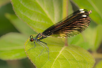 Black-Winged Damselfly looking for a prey on a green leaf with copy space