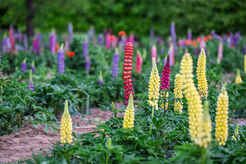 Lupine