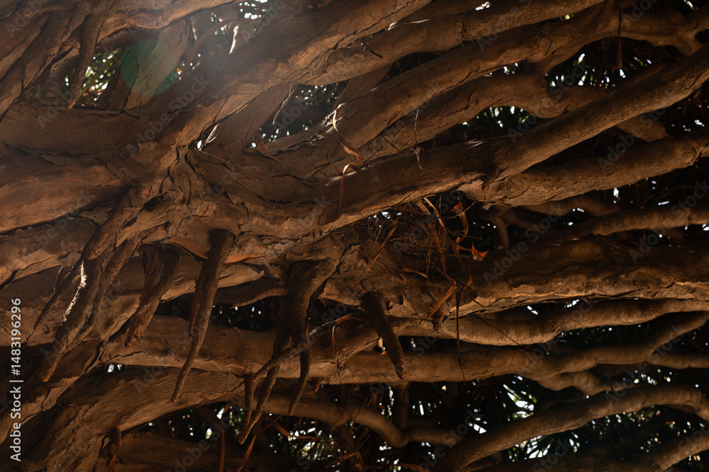 Poster Close-up of sunlit tree roots and branches, creating a textured natural pattern.