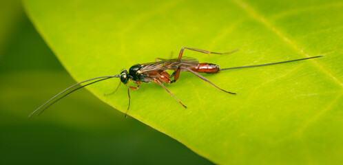 Female Ichneumon wasp with long ovopositor resting on a green leaf on a summer afternoon