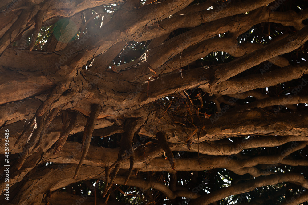 Poster sunlit scene of dense, interwoven tree roots creating a natural, textured canopy.