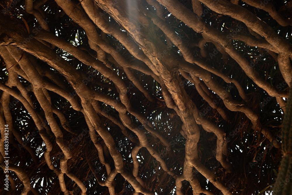Poster sunlight filtering through dense, intricate tree roots. nature, texture, background.