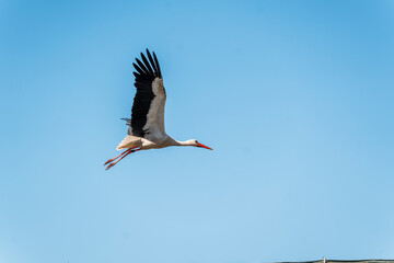 stork on the roof flying animal avian