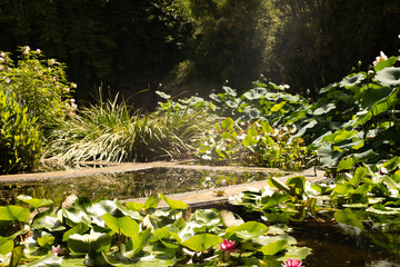 Tranquil garden scene featuring a pond filled with water lilies, surrounded by vibrant greenery....