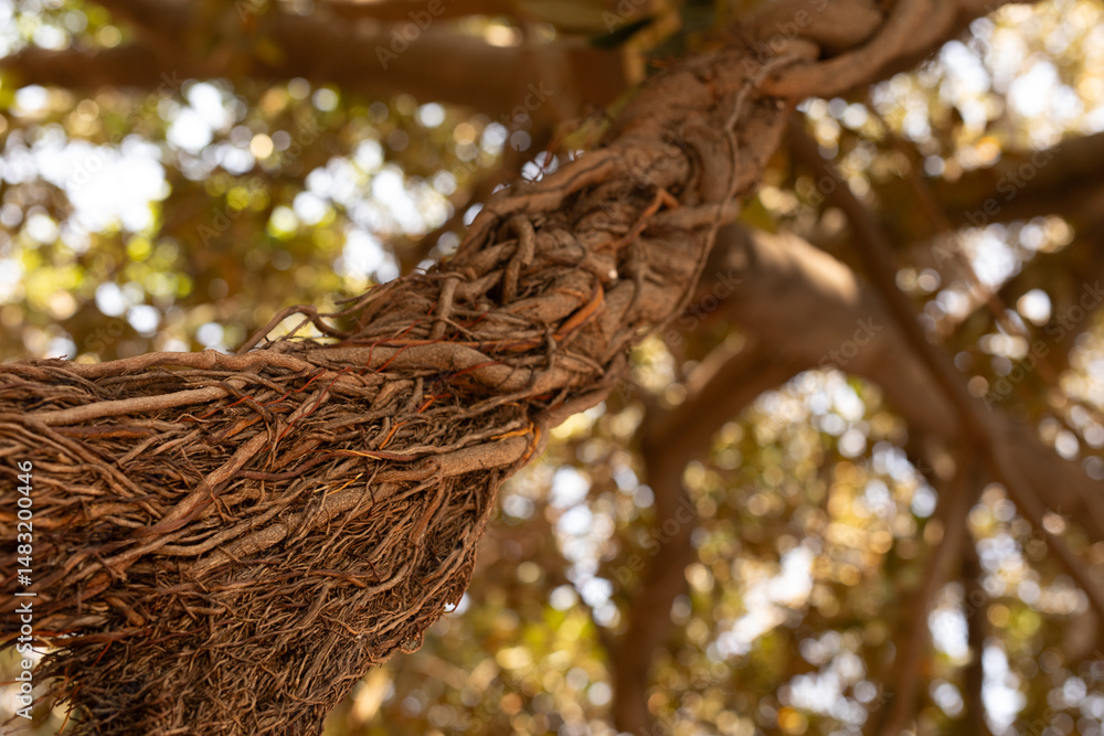 Aufkleber Detailed image of intertwined tree roots and branches, showcasing texture and natural patterns. Perfect for nature, botany, and environmental themes.