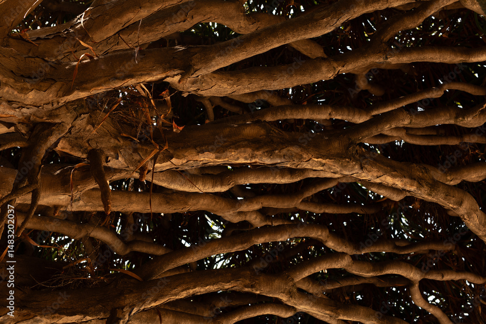 Poster Close-up of a tree's complex root system, showcasing intricate details and textures.