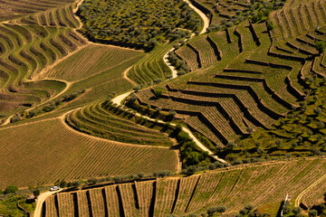 UNESCO World Heritage, the Douro Valley beautiful endless lines of Vineyards, in Sao Joao da Pesqueira, Viseu, Portugal.