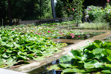 Stunning water lilies bloom in a serene botanical garden pond. Lush greenery surrounds the tranquil...