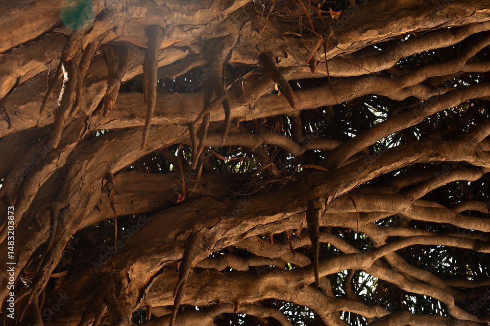 Poster Close-up view of a banyan tree's complex root system, sunlight filtering through.
