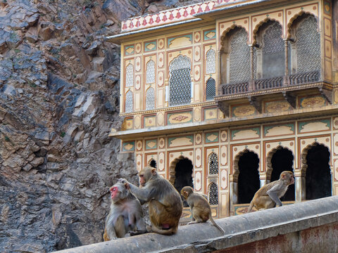 Monkey temple or Galta Ji, Indian, Hindu temple in Jaipur, India