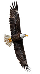 Obraz premium Bald eagle soars wings spread wide