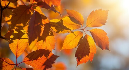 Vibrant Autumn Leaves Sunlit Fall Foliage Golden and Orange Colors Nature Background