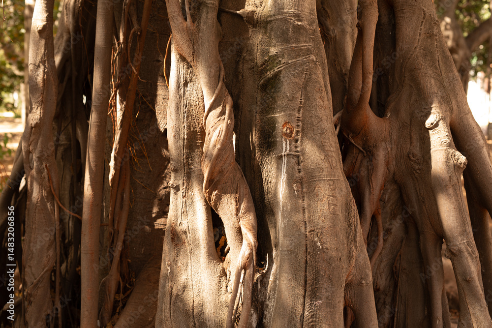 Poster Close-up of a large tree's intricate root system, showing texture and age. Perfect for nature, botany, or environmental themes.