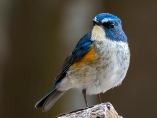 森の中で周りを見渡しているルリビタキの雄の繊細で美しい羽毛の様子のクローズアップ