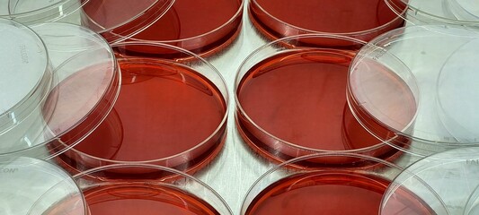Red Agar Plate