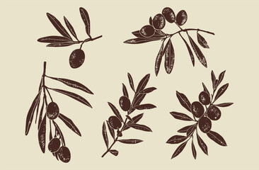Set of Olive branch. Linocut vector illustration with grunge texture. Monochrome linear woodcut illustration.	
