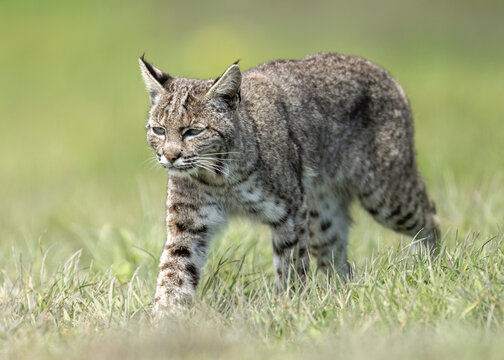 The bobcat (Lynx rufus), photo taken in Point Reyes National Seashore, Northern California