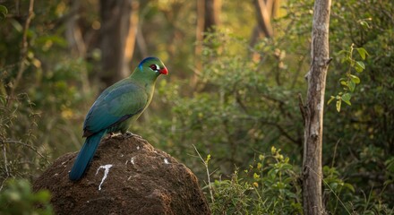 Fototapeta premium Green Bird Perched on Mound - Vibrant green bird with a blue tail perched atop a small earthen mound in a sun-dappled forest