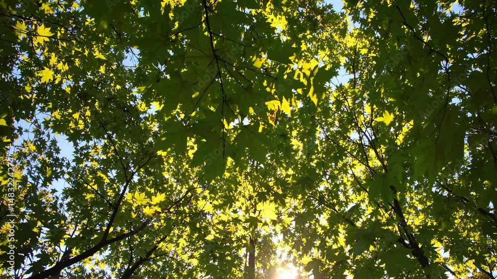 Poster sunlight filters through a vibrant green maple leaves canopy, creating a mesmerizing display of ligh
