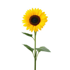 Naklejka premium Vibrant sunflower with bright yellow petals and dark center stands tall against transparency background, showcasing its natural beauty and simplicity