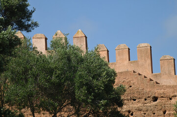 Cigognes du Chellah (Maroc)