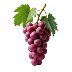 Fototapeta premium A bunch of purple grapes with green leaves