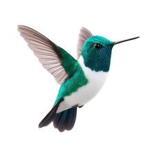 Vibrant green and white hummingbird in mid flight, showcasing its delicate wings and iridescent feathers against plain background. bird elegance and grace are captivating