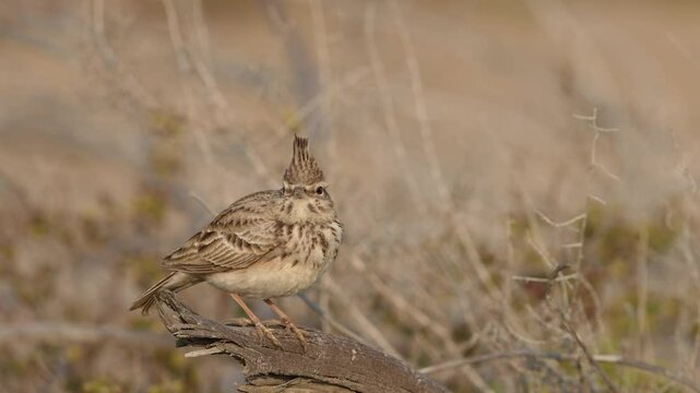 Crested lark perched on a twig at Hamala, Bahrain 
