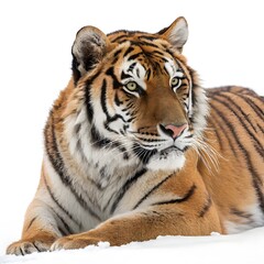 Obraz premium Tiger resting with eyes focused, intense gaze, isolated white